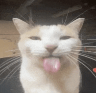 gato-lengua.gif