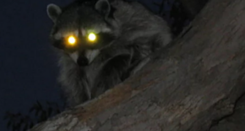 general_enot_glav.png