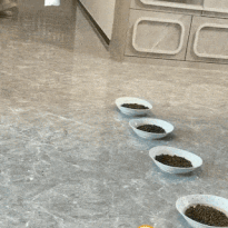 hungry-cat-funny-cats.gif