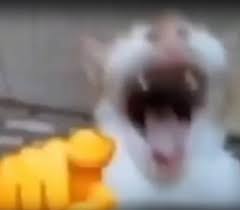 images (1).jpeg