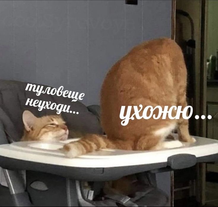 IMG_0176.jpeg
