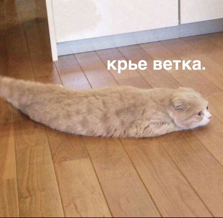 IMG_0223.jpeg