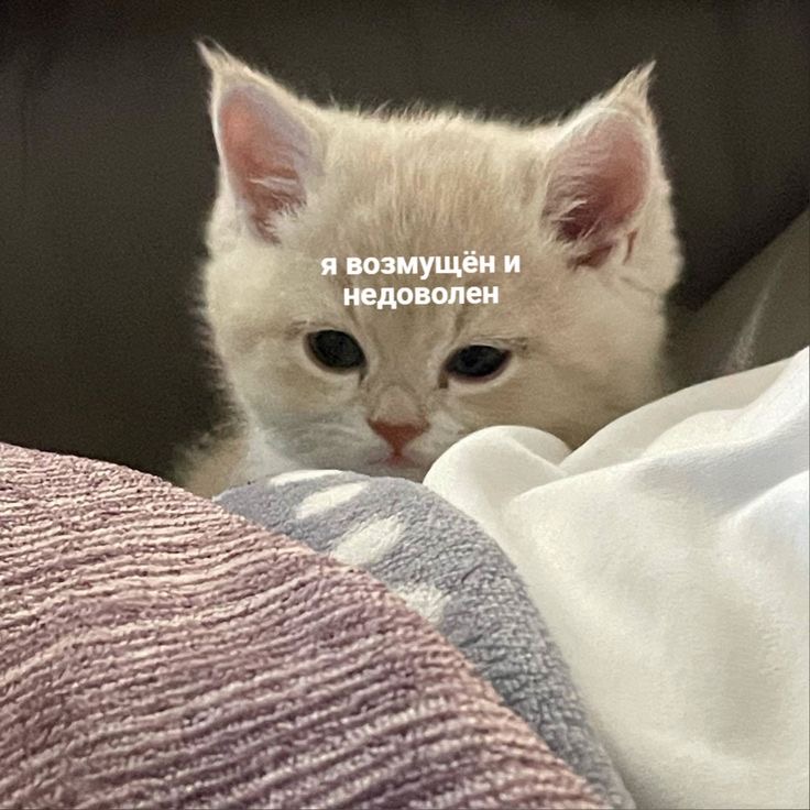 IMG_0347.jpeg