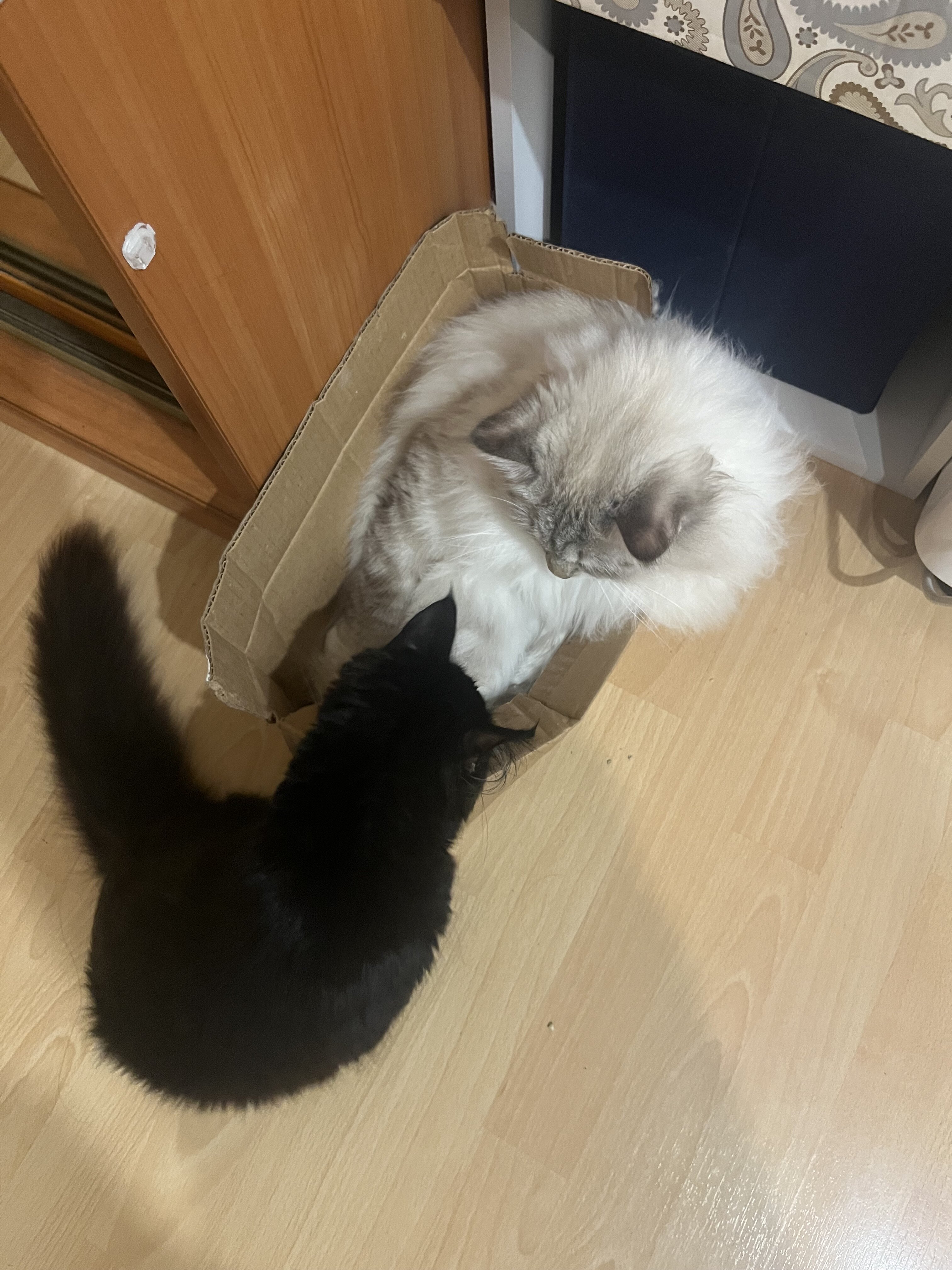 IMG_0645.jpeg
