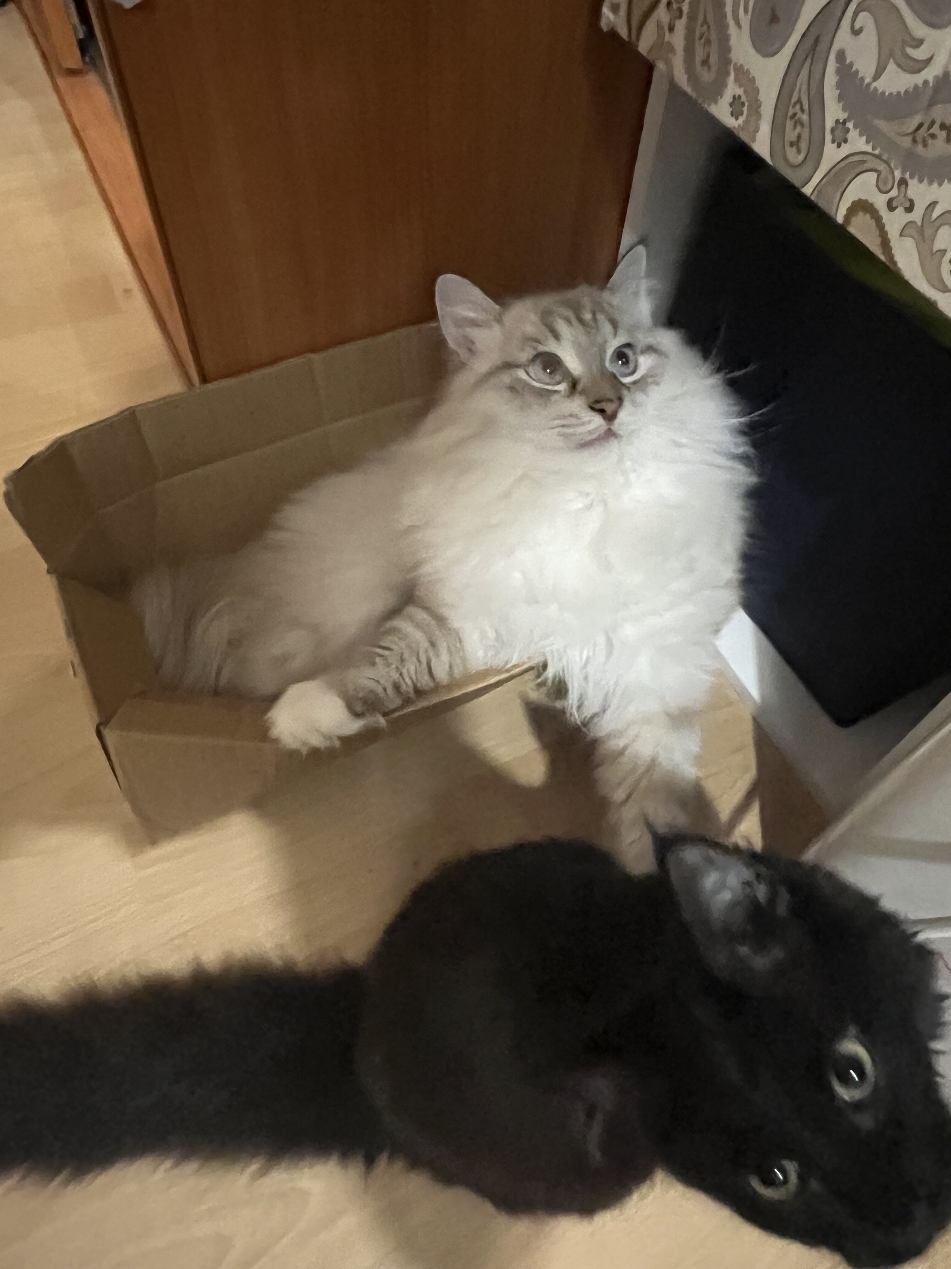 IMG_0649.jpeg