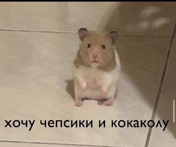 IMG_0764.jpeg