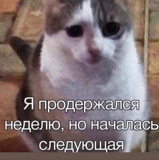 IMG_1310.jpeg
