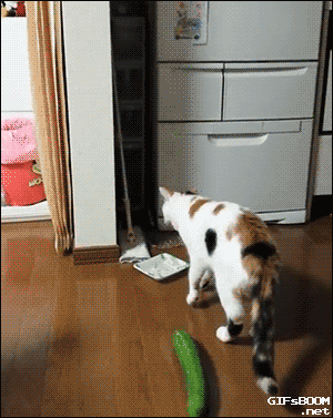IMG_1510.gif