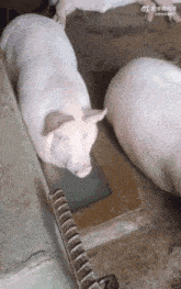 IMG_1522.gif
