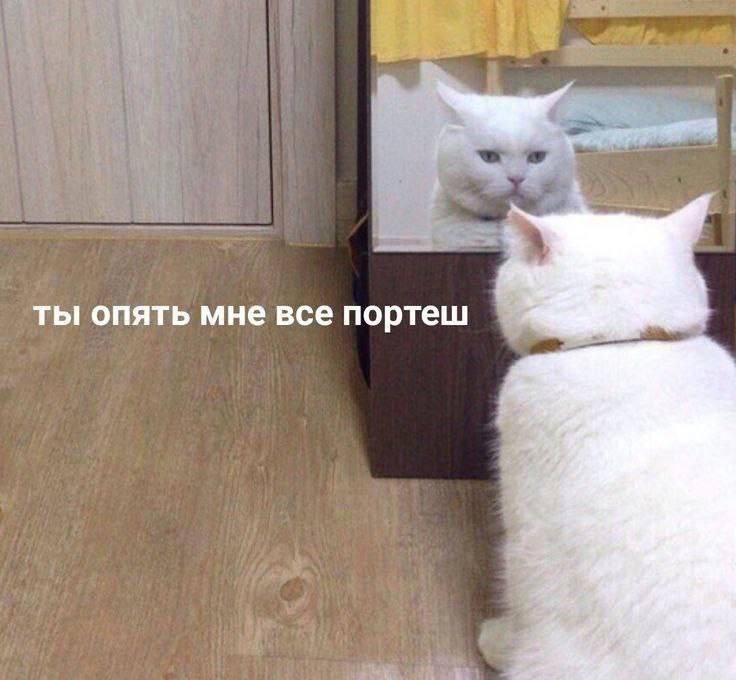 IMG_2368.jpeg