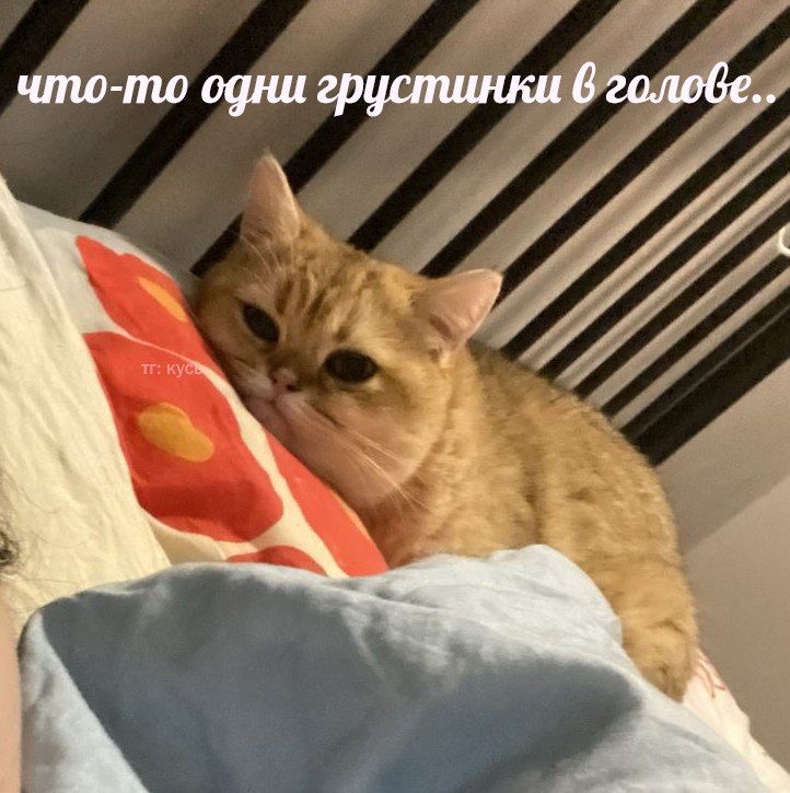 IMG_2465.jpeg