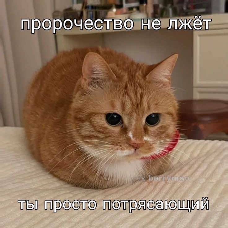 IMG_2467.jpeg