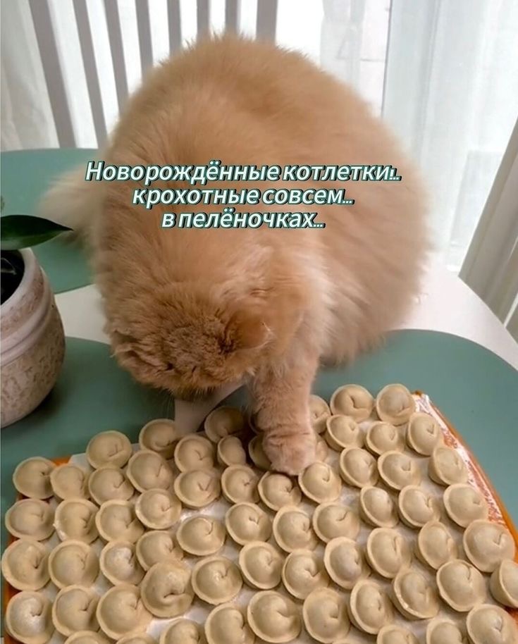 IMG_2468.jpeg