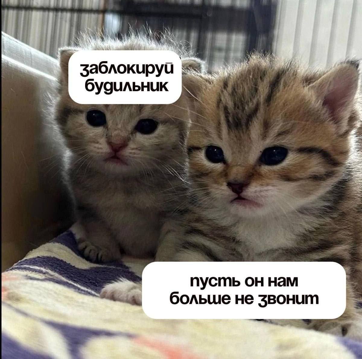 IMG_2478.jpeg