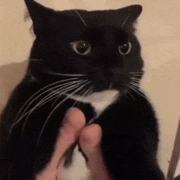 IMG_2608.gif