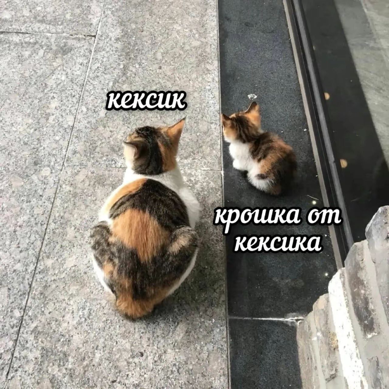 IMG_2685.jpeg