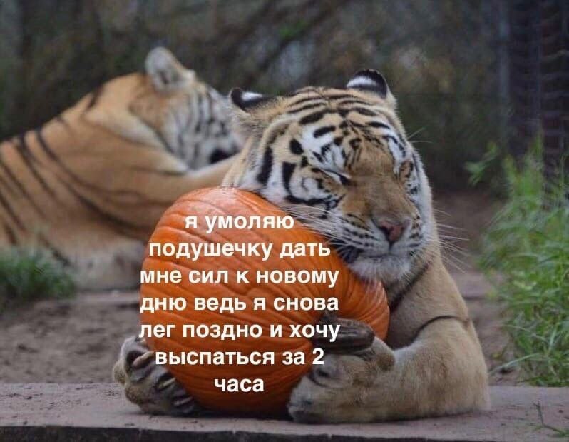 IMG_2733.jpeg