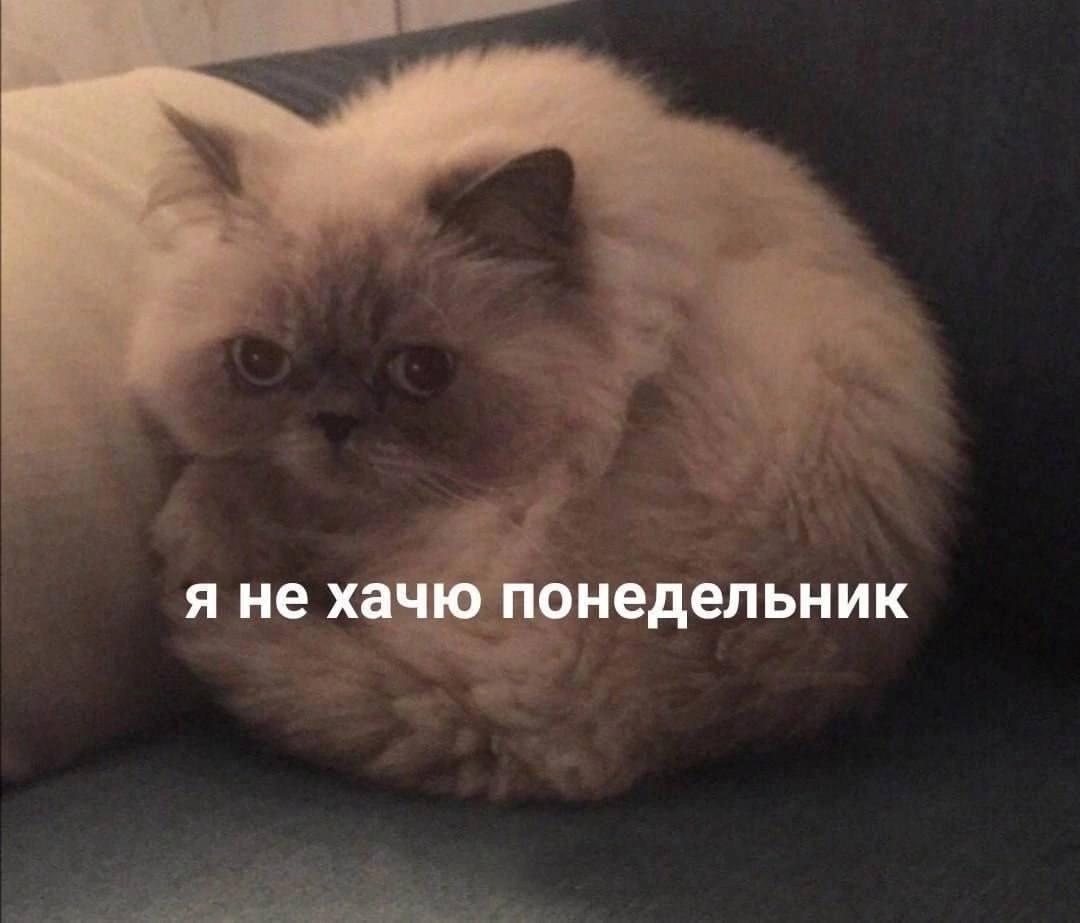 IMG_2865.jpeg