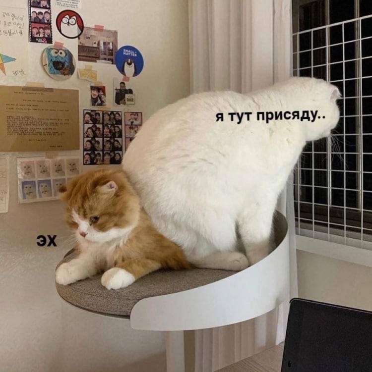 IMG_4172.jpeg
