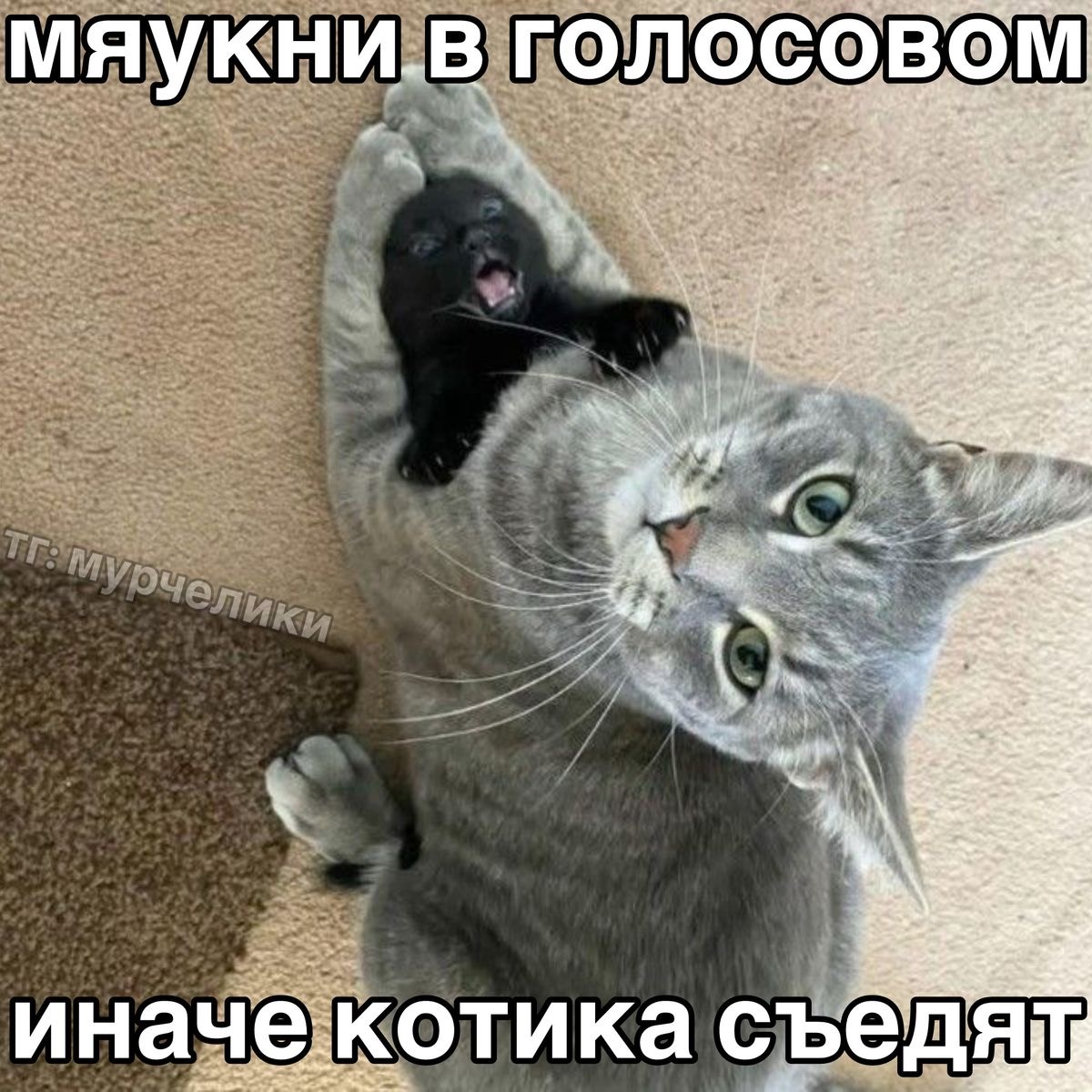 IMG_5269.jpeg