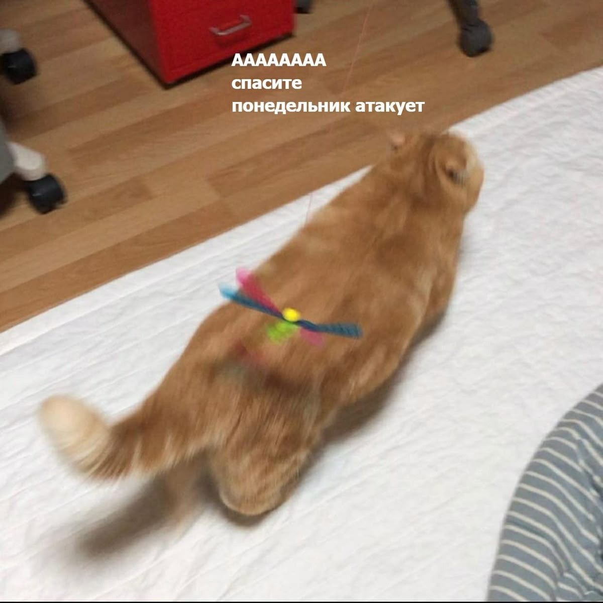 IMG_5442.jpeg