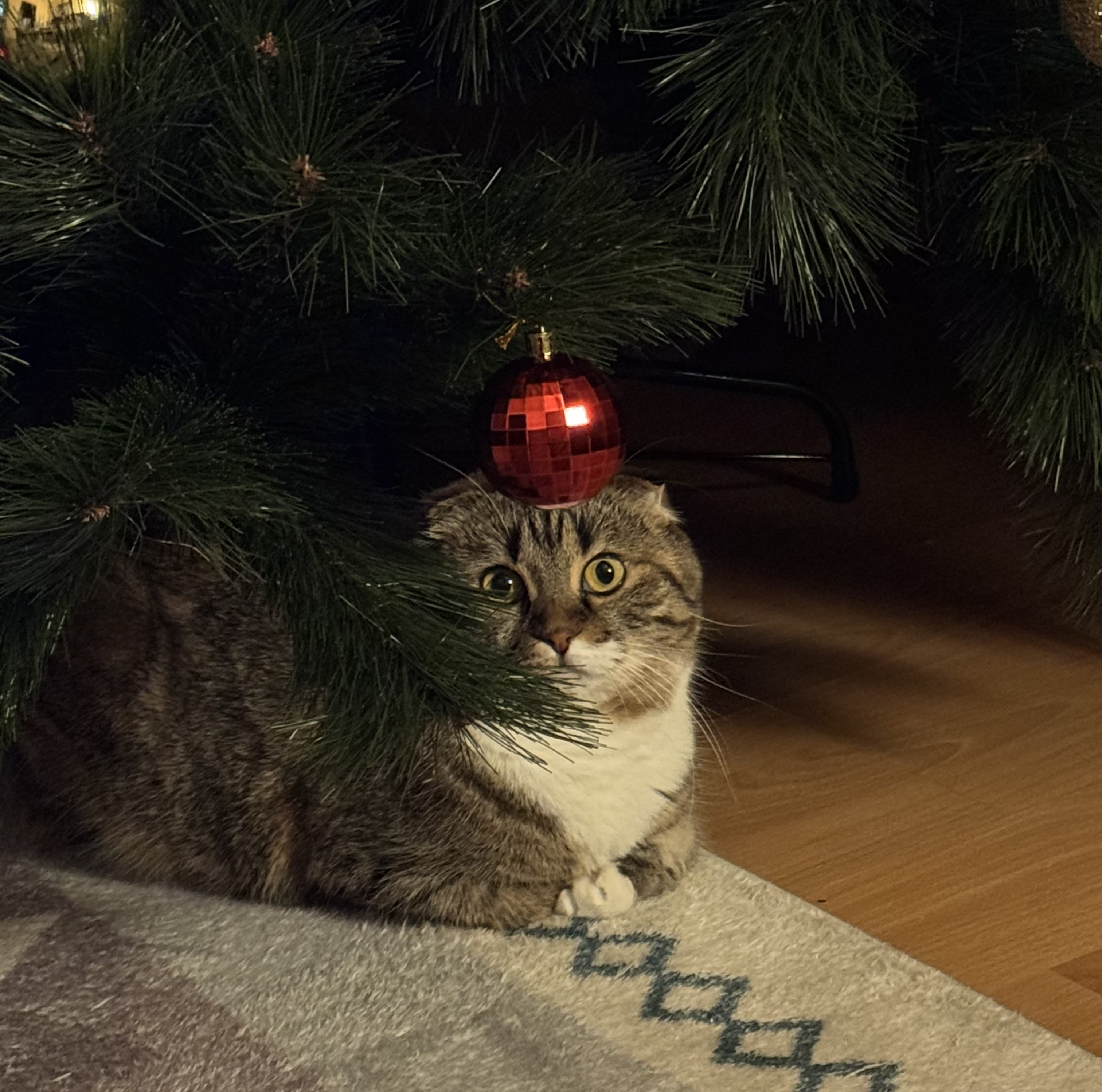 IMG_5578.jpeg