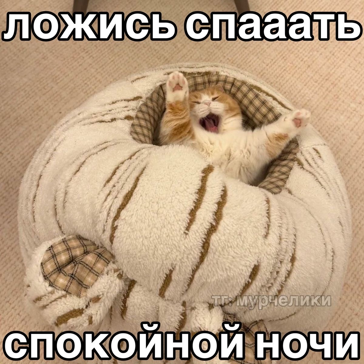 IMG_6432.jpeg