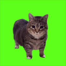 IMG_8993.jpeg