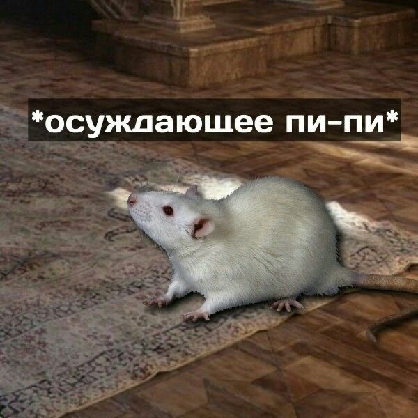 IMG_9204.jpeg