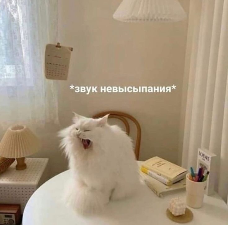 IMG_9234.jpeg