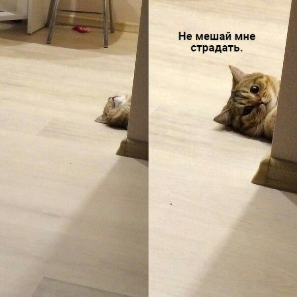 IMG_9449.jpeg