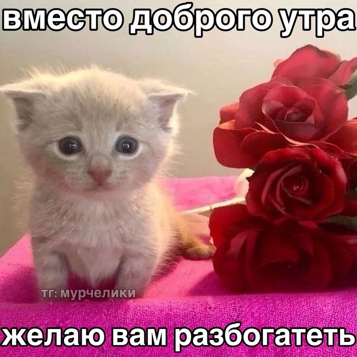IMG_9520.jpeg