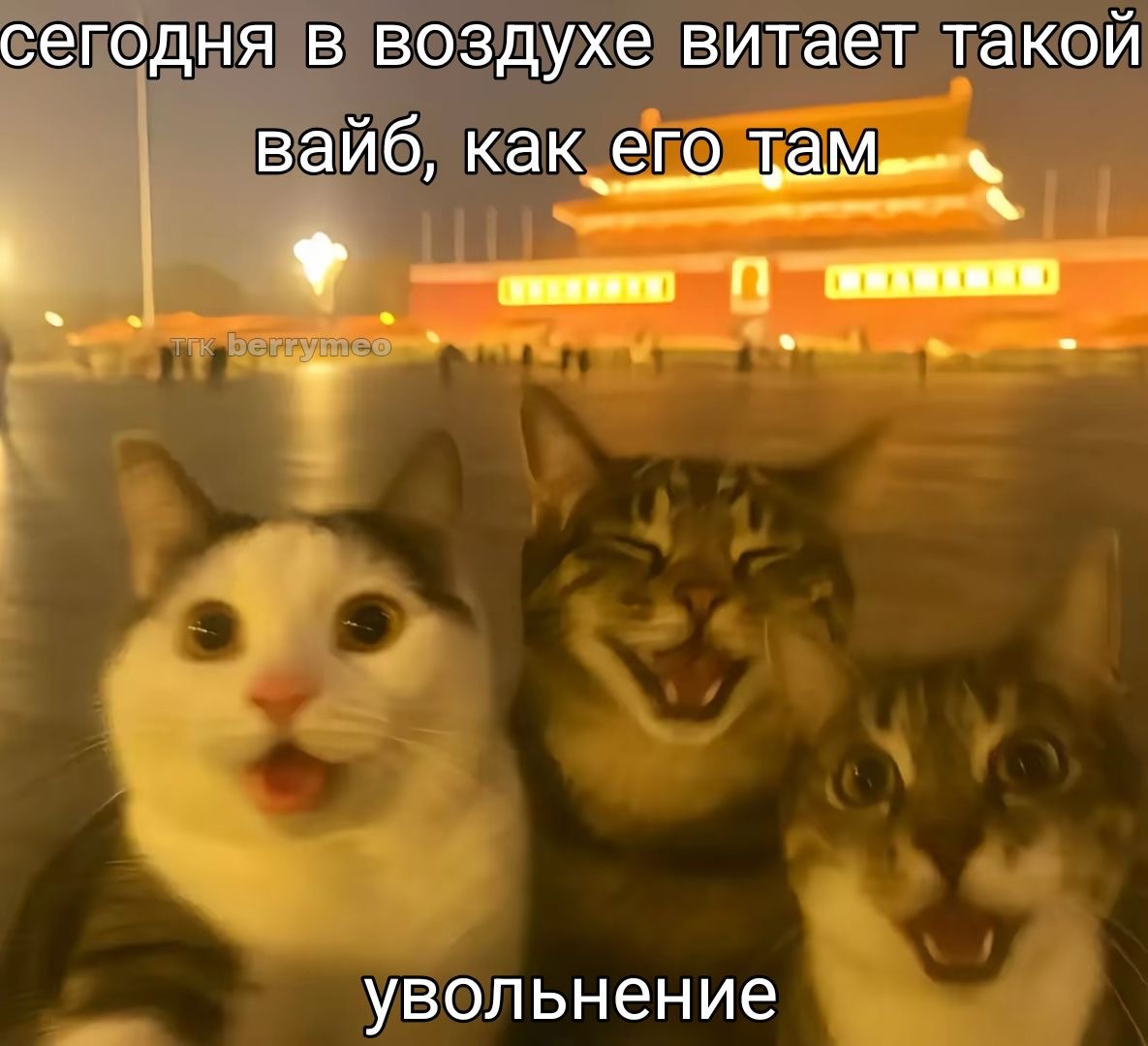 IMG_9775.jpeg