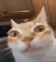 kataman-cat (1).gif