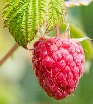 malina_iagody_frukt_178188_1280x720.jpg