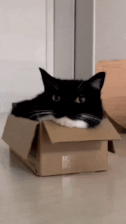 maxwell-maxwell-gif (1).gif