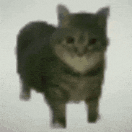 maxwell-the-cat.gif