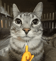 mewing-cat.gif