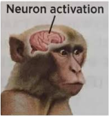 monkey.png