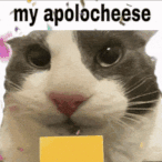 my-apologies-cheese (1).gif