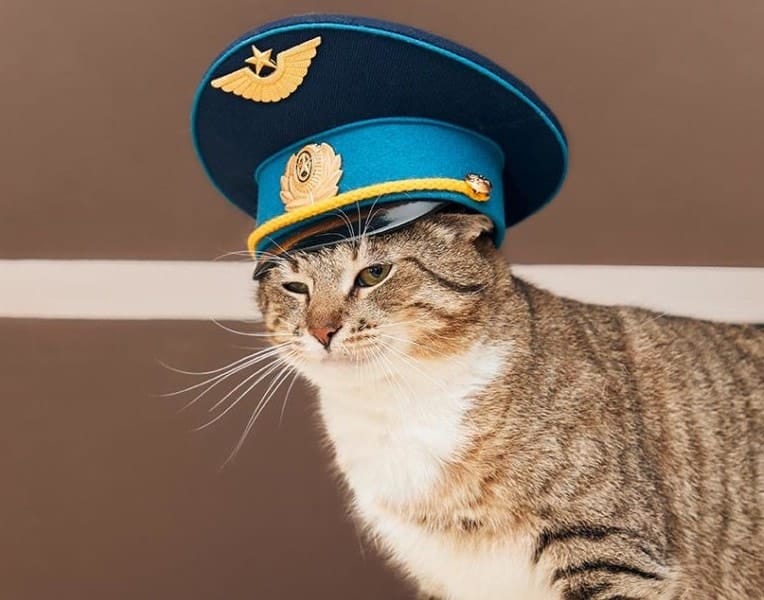 police-cat_MEZHUL-IGOR_Shutterstock-1.jpg