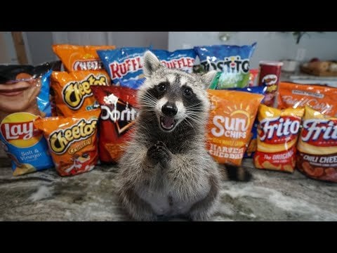 raccoon-tries-most-popular-chips-to-see-which-one-is-the-v0-HItDTo6GnVDBoRIvUwiCBs297goLCv7xEX...jpg