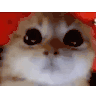 ragey-cat.gif