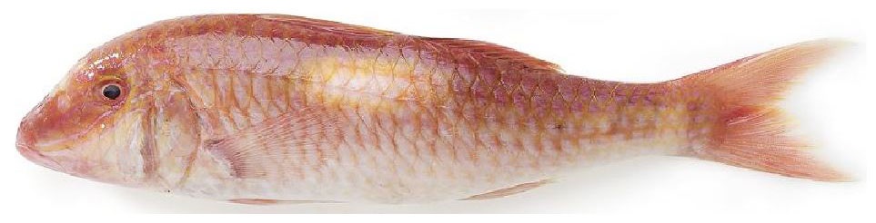 ru_pim_74658001001_01.jpg