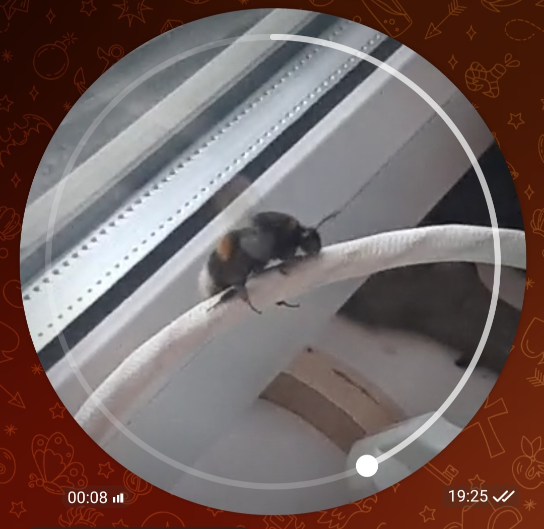 Screenshot_20250426-021718_Telegram.jpg