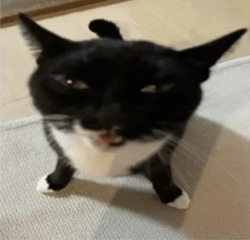 silly-car-silly-cat.gif