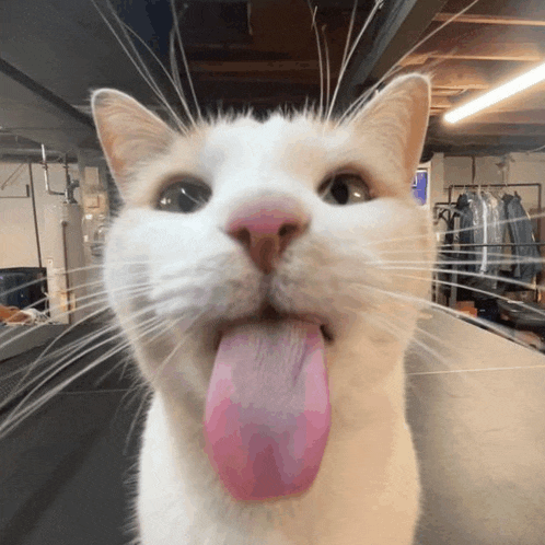 silly-cat.gif