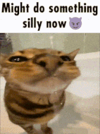 silly-now (1).gif