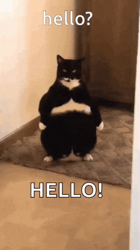 stand-cat.gif