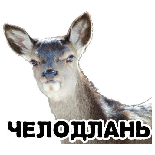 sticker.lan.png